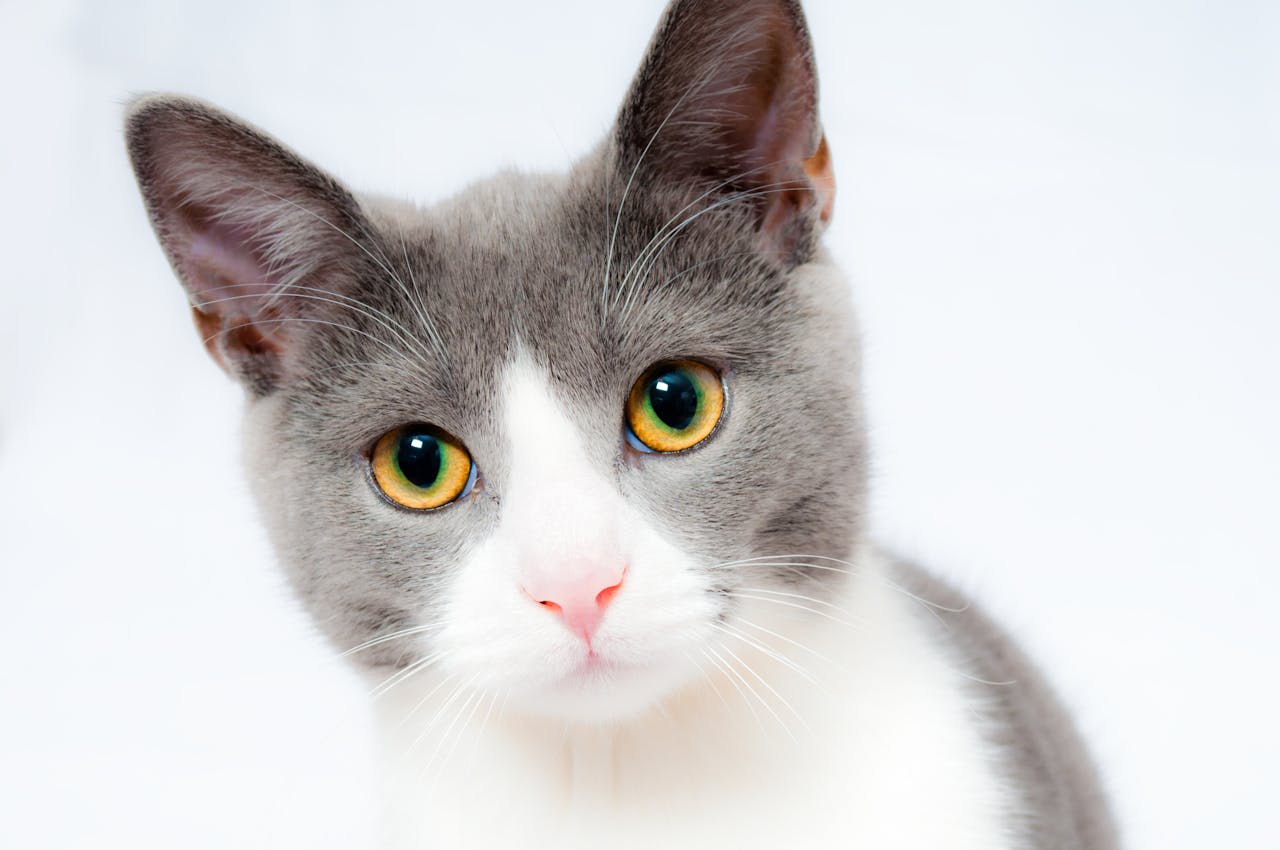 about-02 Adorable grey and white cat with striking yellow eyes against a plain backdrop.