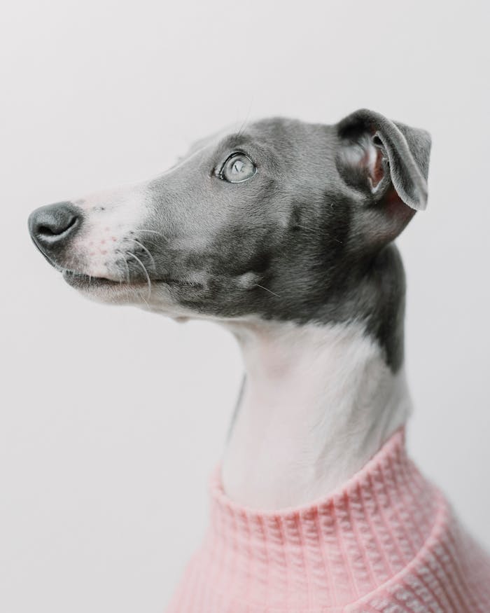 pexels-photo-14891671 A stylish Italian Greyhound wearing a pink sweater against a white backdrop, showcasing elegance.