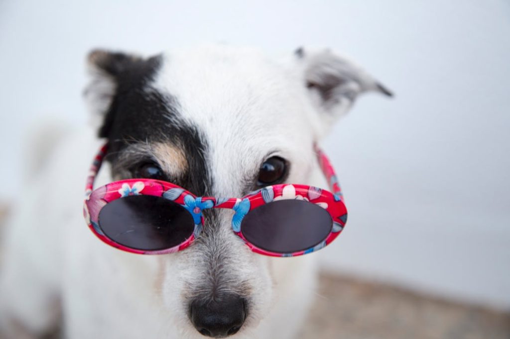 pexels-photo-1629780 Adorable dog with sunglasses posing outdoors, showcasing a fun canine fashion sense.