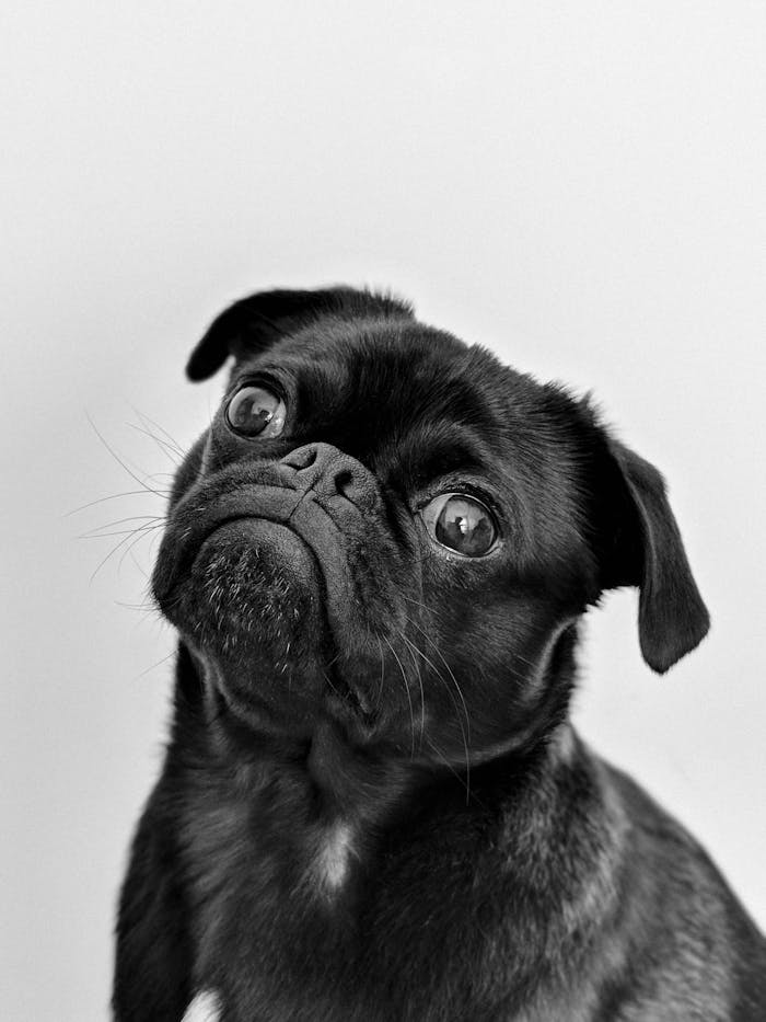 services-02 Captivating portrait of a black pug gazing curiously, captured in monochrome.