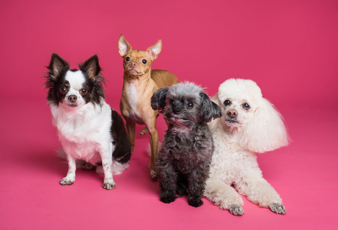 our-experience A charming group of small dogs posed against a vibrant pink backdrop, radiating cuteness.