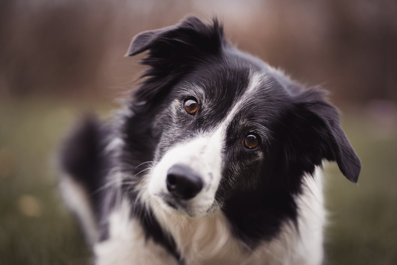 ours-journey Charming close-up shot of a Border Collie dog with attentive eyes and fur detail.