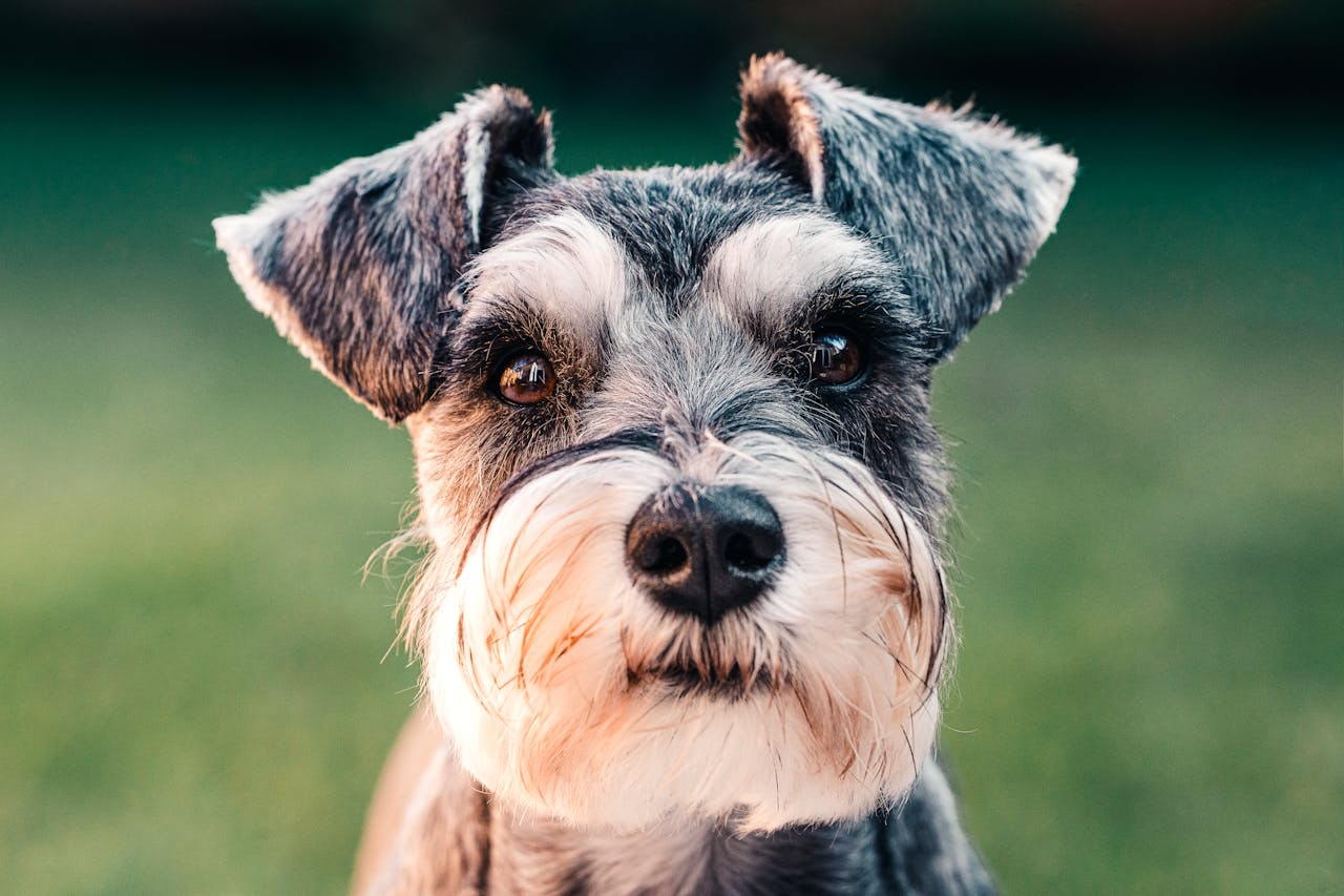 Close-up portrait of a cute schnauzer puppy in a grassy outdoor setting.