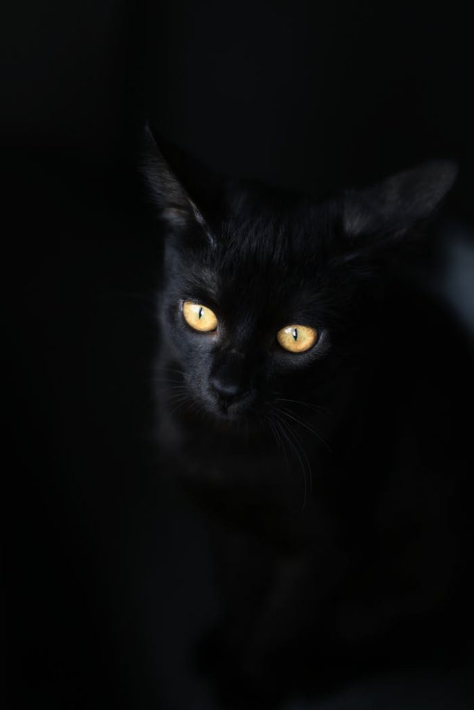 pexels-photo-3974516 Captivating image of a black cat with mesmerizing golden eyes on a dark background.