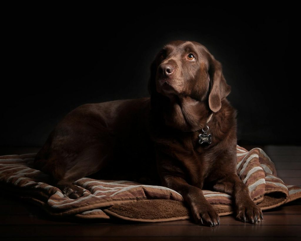 pexels-photo-544269 A chocolate Labrador dog lounging on a cozy rug with a dark background.