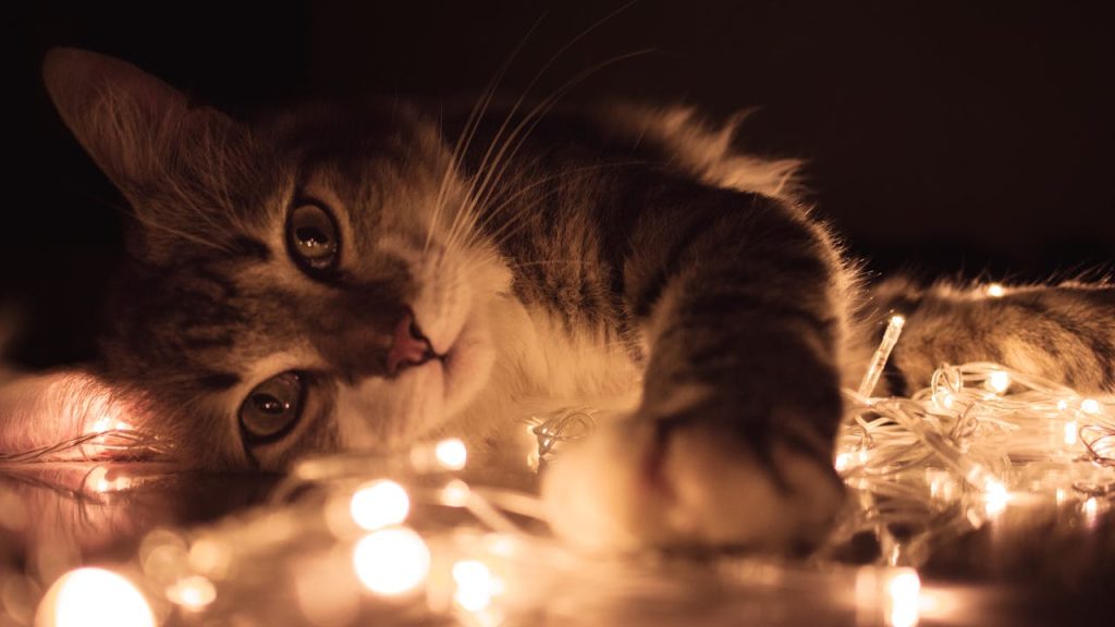 pexels-photo-923360 Cute kitten playing with warm glowing string lights indoors, creating a cozy atmosphere.