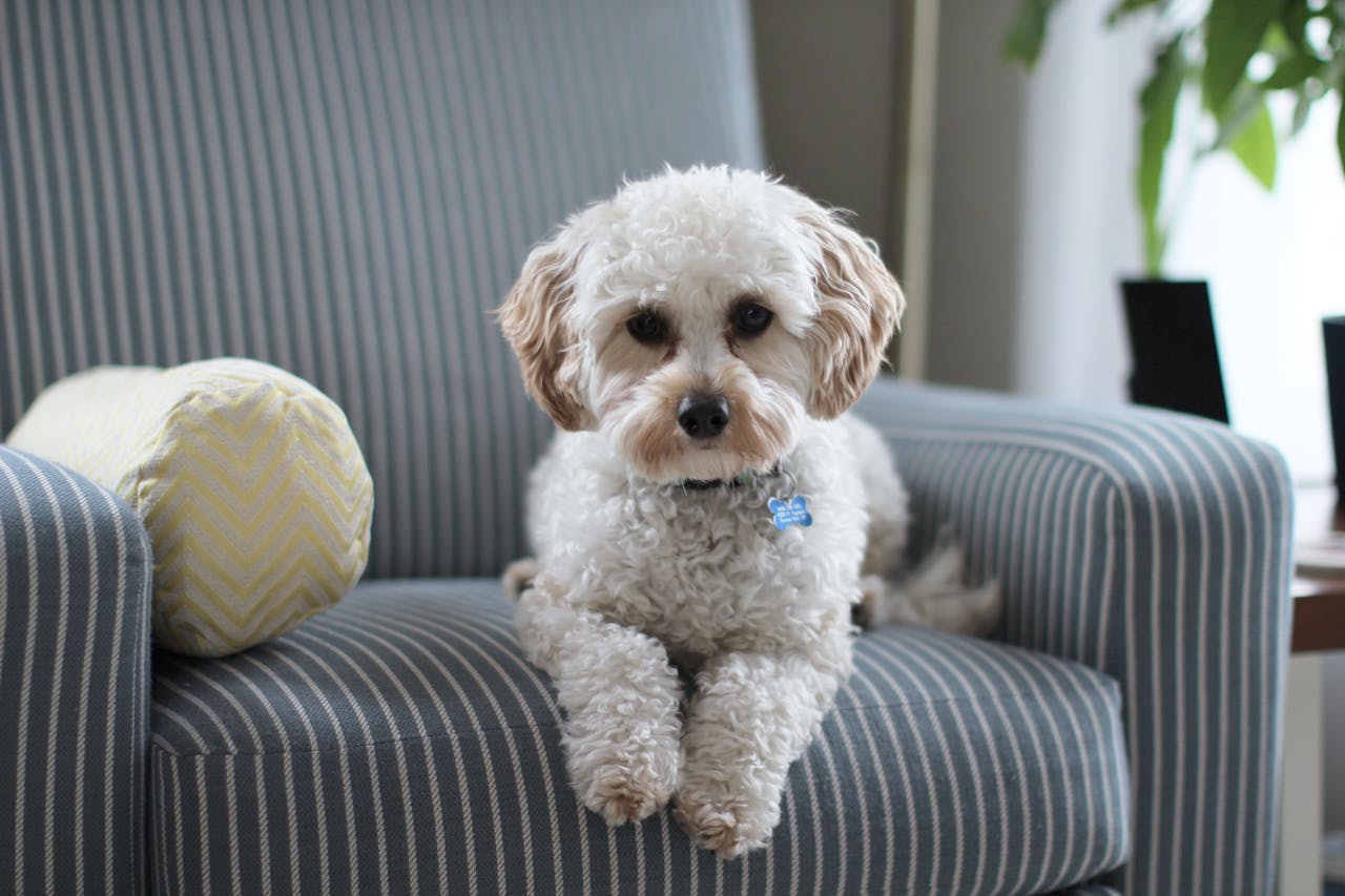 services-img Cute Cavapoo puppy lounging on a striped chair in a cozy room setting.