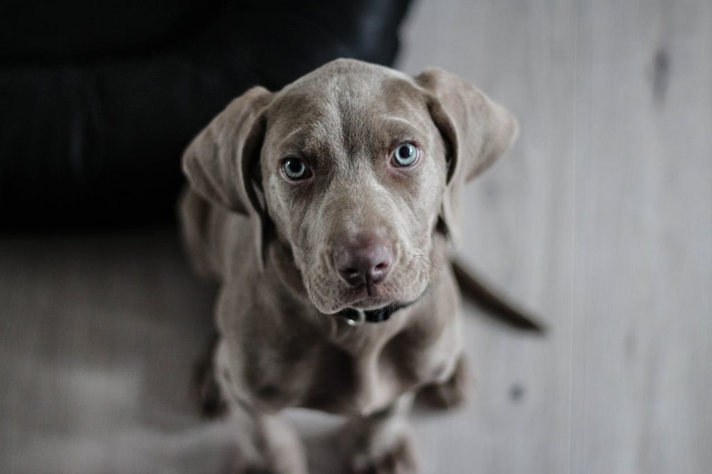 weimaraner-puppy-dog-snout-97082 Adorable Weimaraner puppy with striking blue eyes looking attentively. Perfect pet portrait.